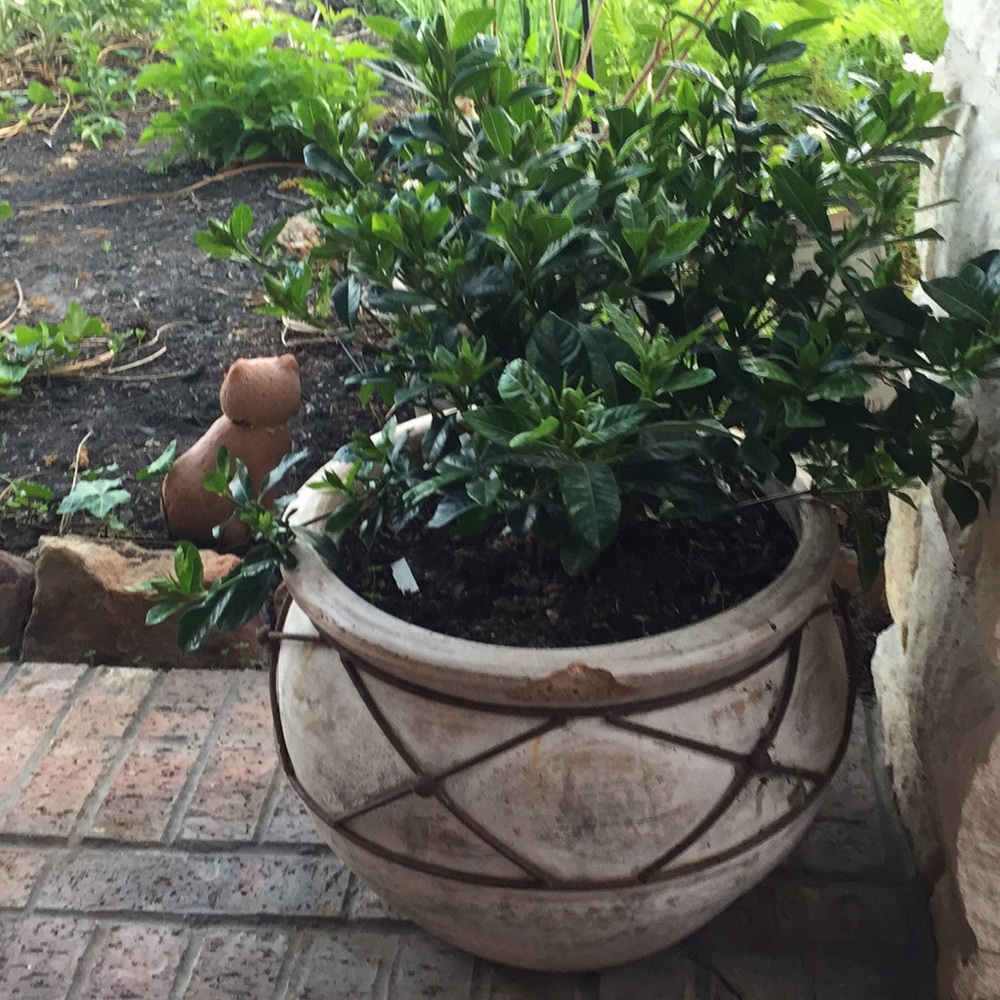 Ceramic plant